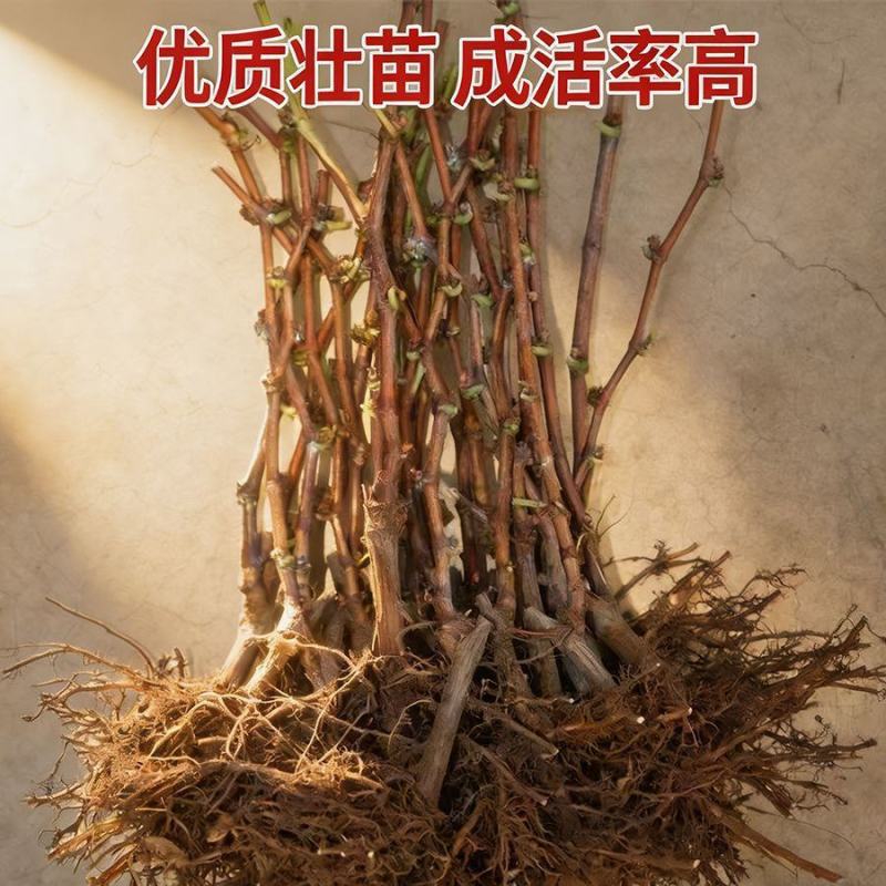 巨峰葡萄树苗，产量高，个头大，包邮包品质，