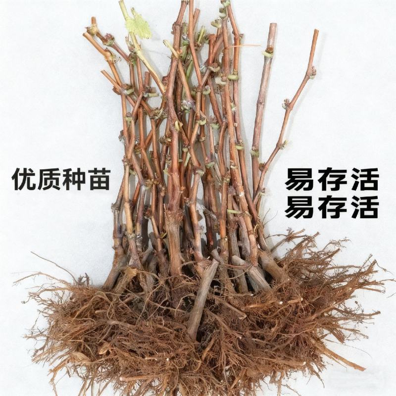 巨峰葡萄树苗，产量高，个头大，包邮包品质，