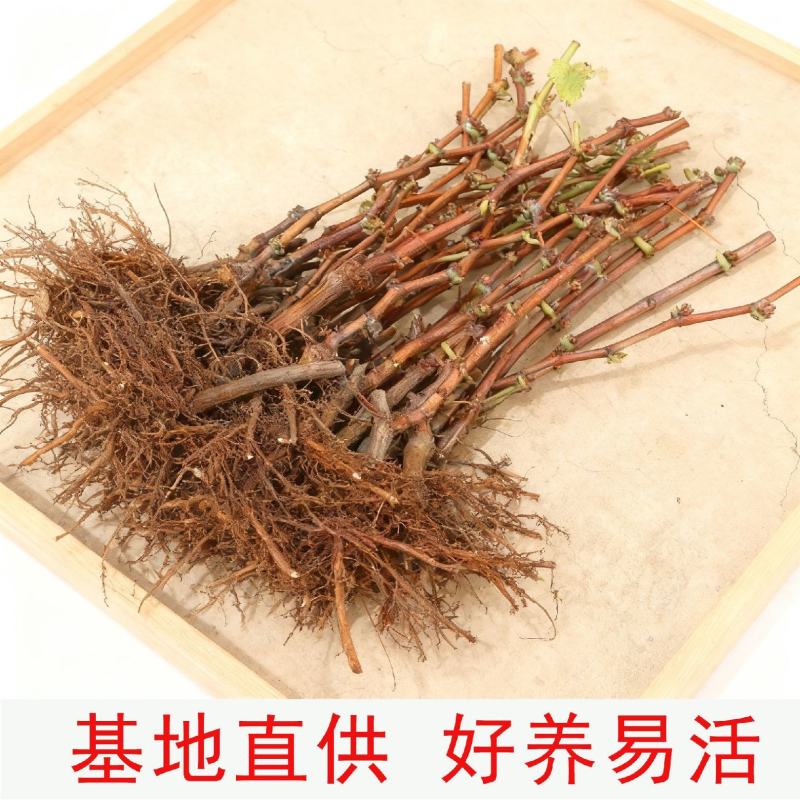 巨峰葡萄树苗，产量高，个头大，包邮包品质，