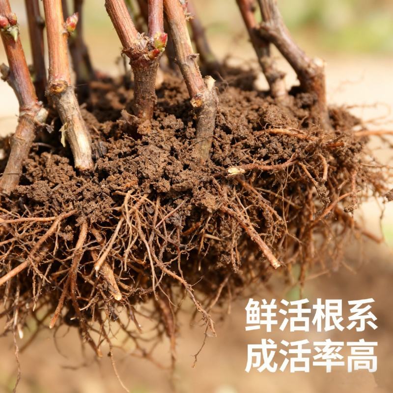 巨峰葡萄树苗，产量高，个头大，包邮包品质，