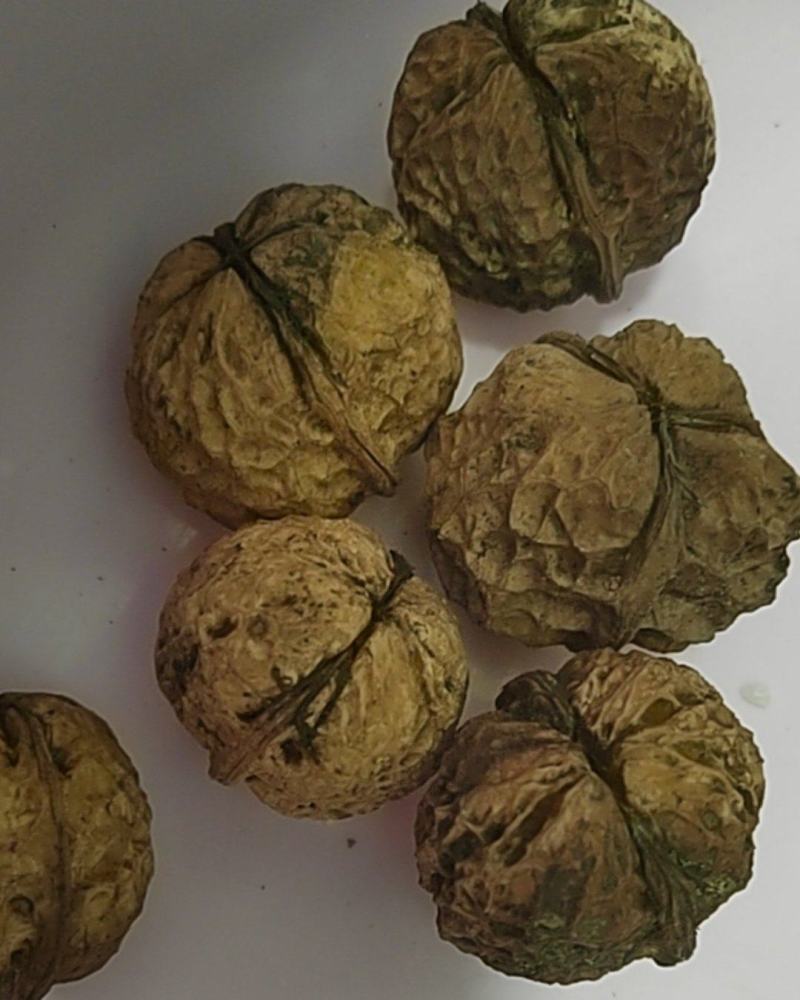 正宗云南核桃