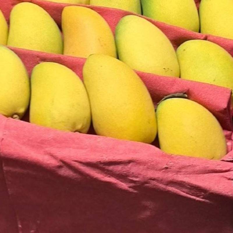 海南三亚小台芒特大果200克起步