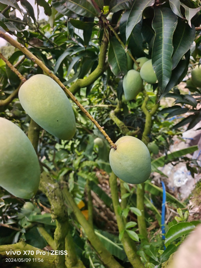 海南三亚小台芒特大果200克起步