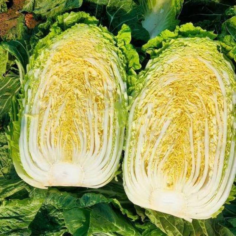 精品黄心大白菜无烧心烧边无喝点儿卖相好净菜毛菜都行