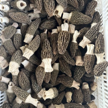 干的鲜的羊肚菌都有