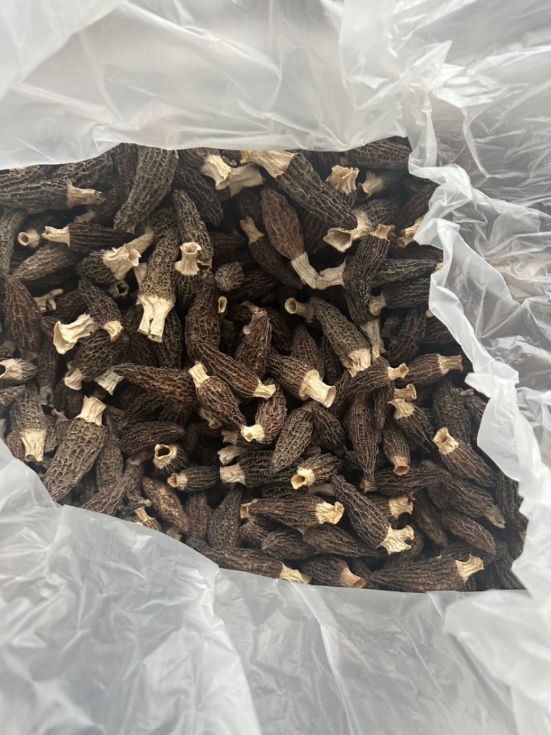 干的鲜的羊肚菌都有