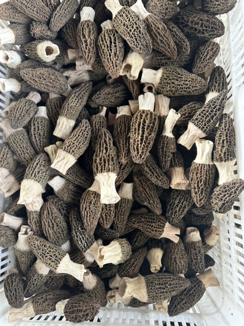 干的鲜的羊肚菌都有