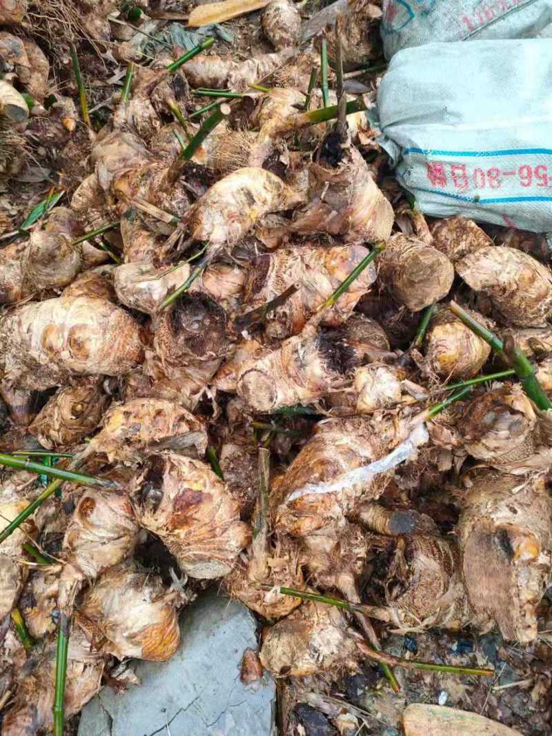 麻竹笋苗