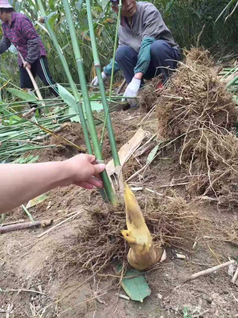 麻竹笋苗