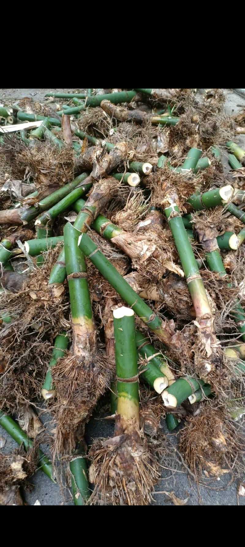 麻竹笋苗