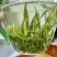 湘西黄金茶（绿茶，红茶）