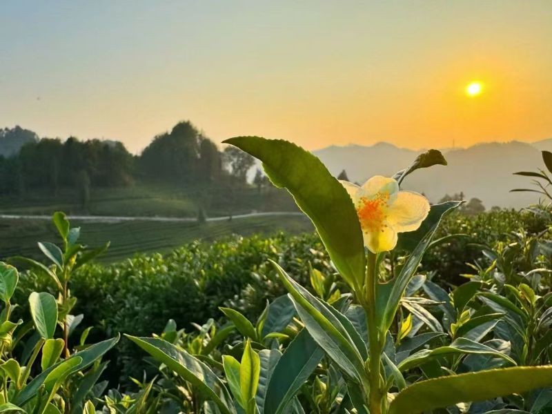 湘西黄金茶（绿茶，红茶）