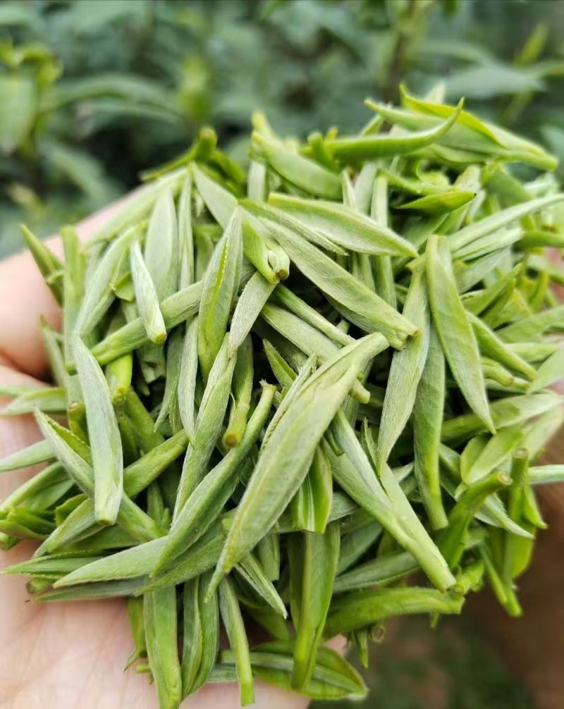 湘西黄金茶（绿茶，红茶）