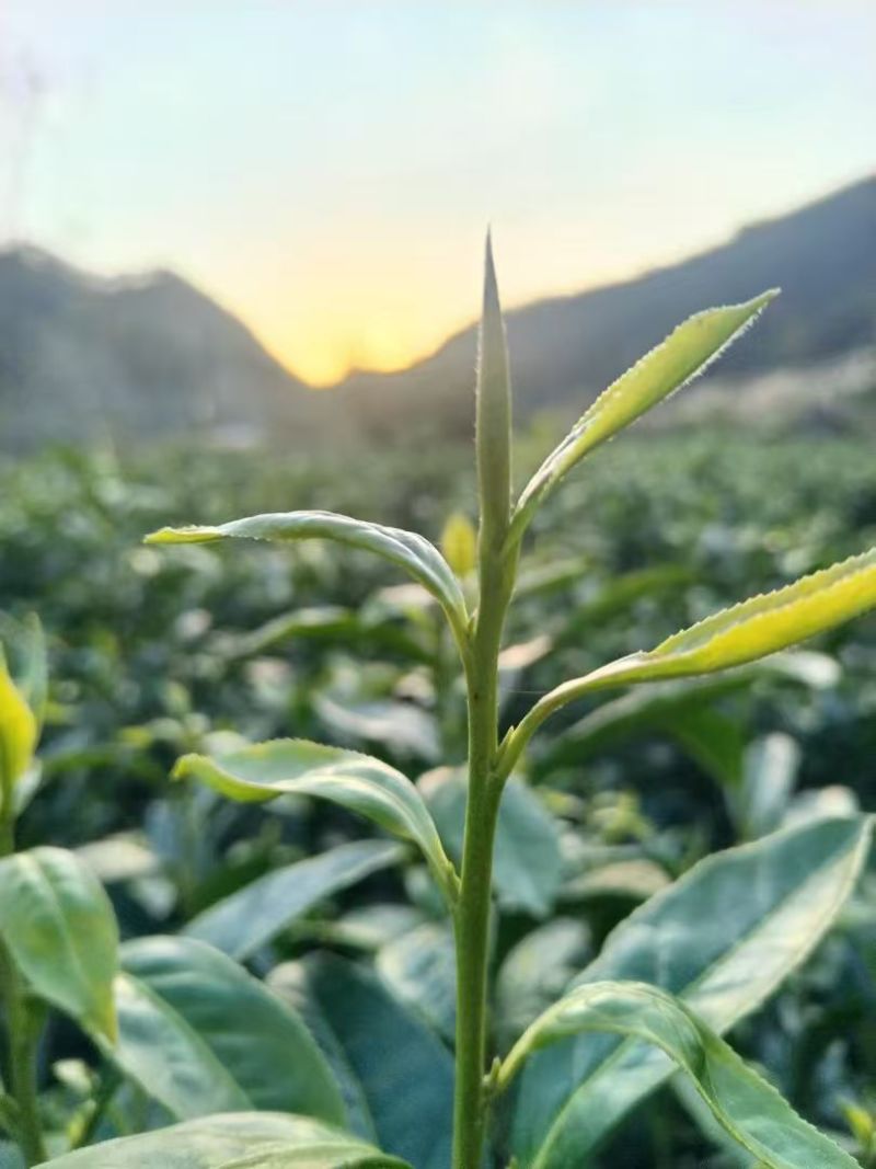 湘西黄金茶（绿茶，红茶）