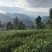 湘西黄金茶（绿茶，红茶）