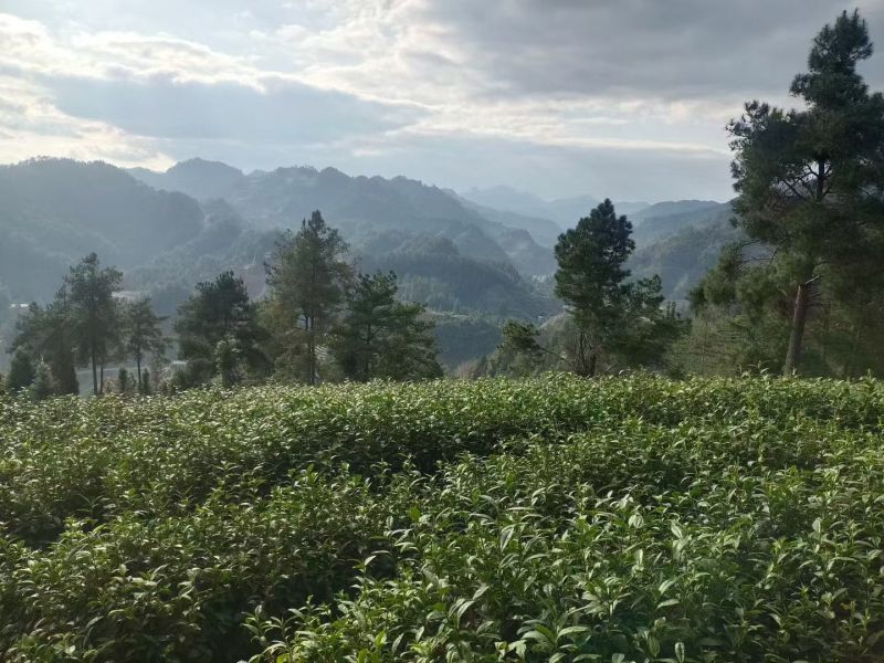 湘西黄金茶（绿茶，红茶）