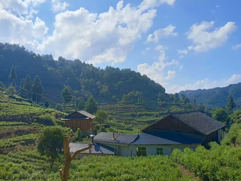 湘西黄金茶（绿茶，红茶）