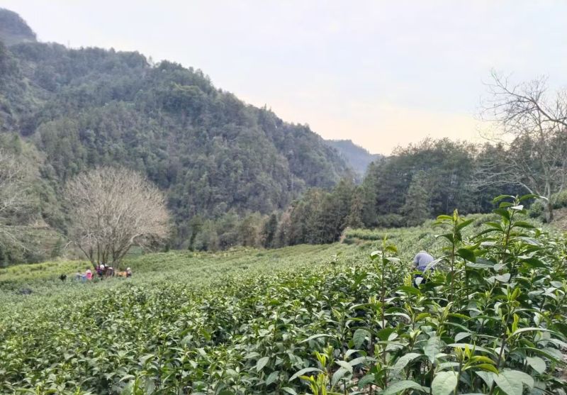湘西黄金茶（绿茶，红茶）