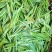 湘西黄金茶（绿茶，红茶）