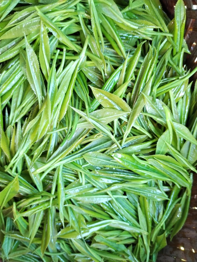 湘西黄金茶（绿茶，红茶）
