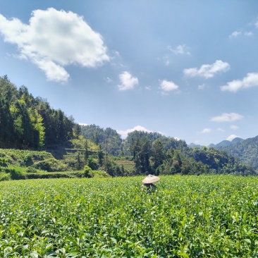 湘西黄金茶（绿茶，红茶）