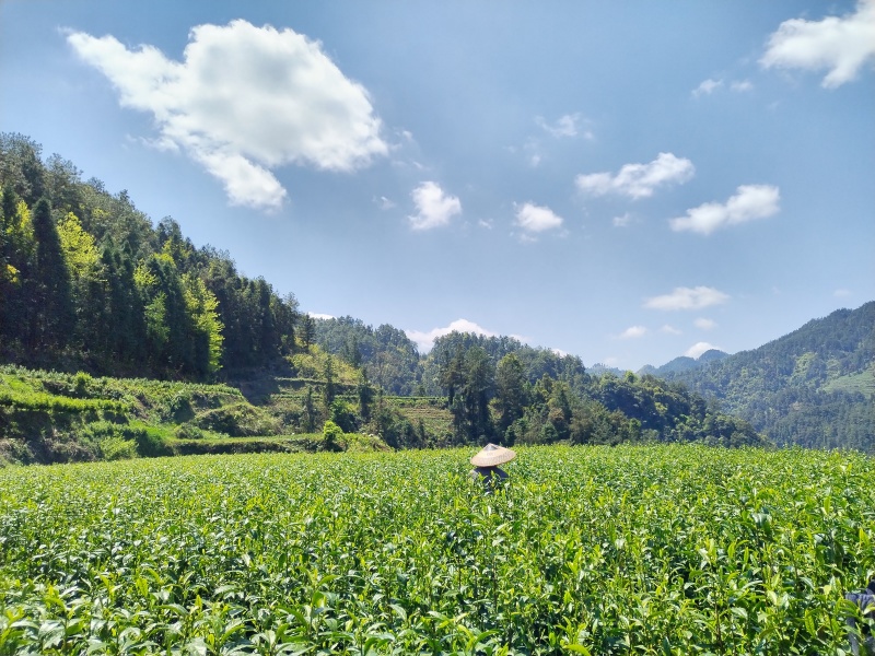 湘西黄金茶（绿茶，红茶）