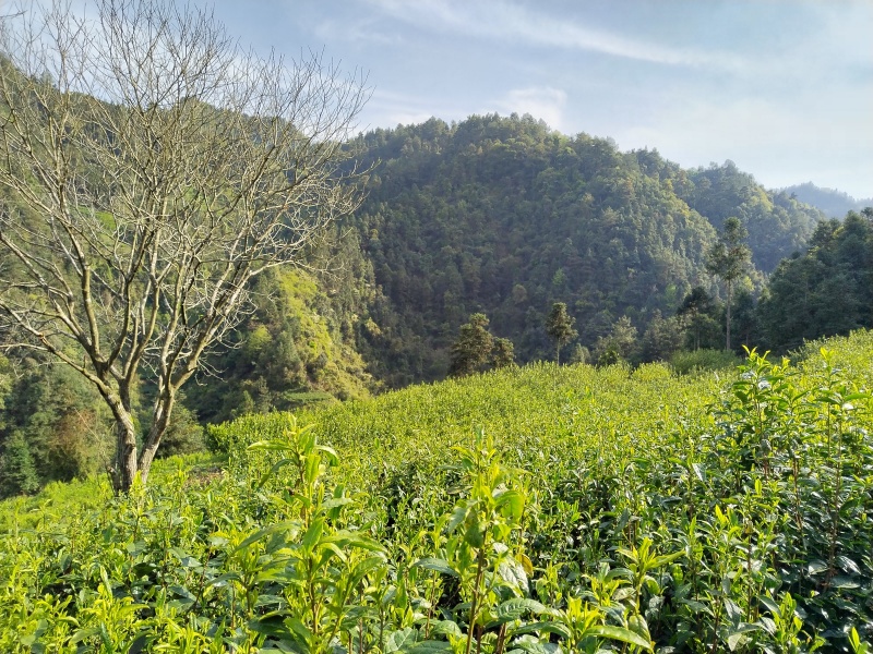 湘西黄金茶（绿茶，红茶）