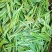 湘西黄金茶（绿茶，红茶）