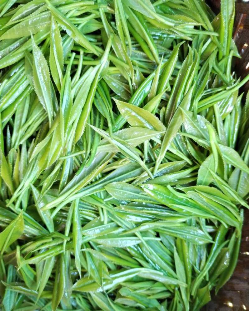 湘西黄金茶（绿茶，红茶）