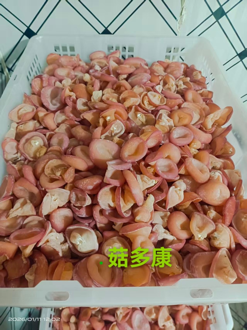 贵妃木耳粉木耳玉耳