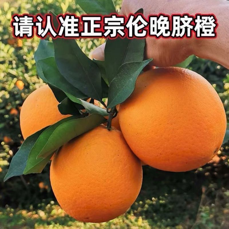 《精选》万州伦晚脐橙基地直发对接商超团购电商一条龙服务