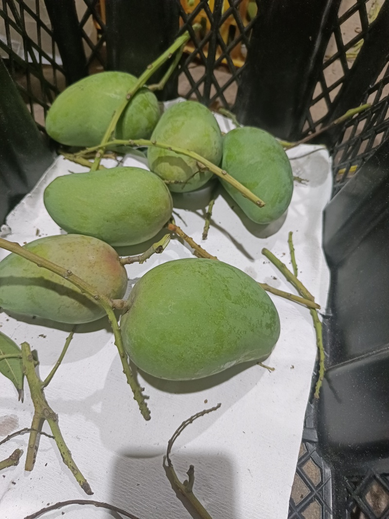 海南三亚崖州小台芒热带高山种植现摘现发小台芒