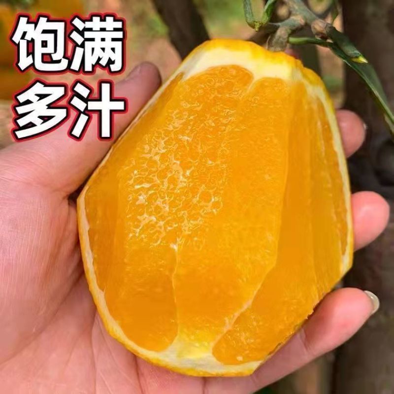 《精选》万州伦晚脐橙基地直发对接商超团购电商一条龙服务