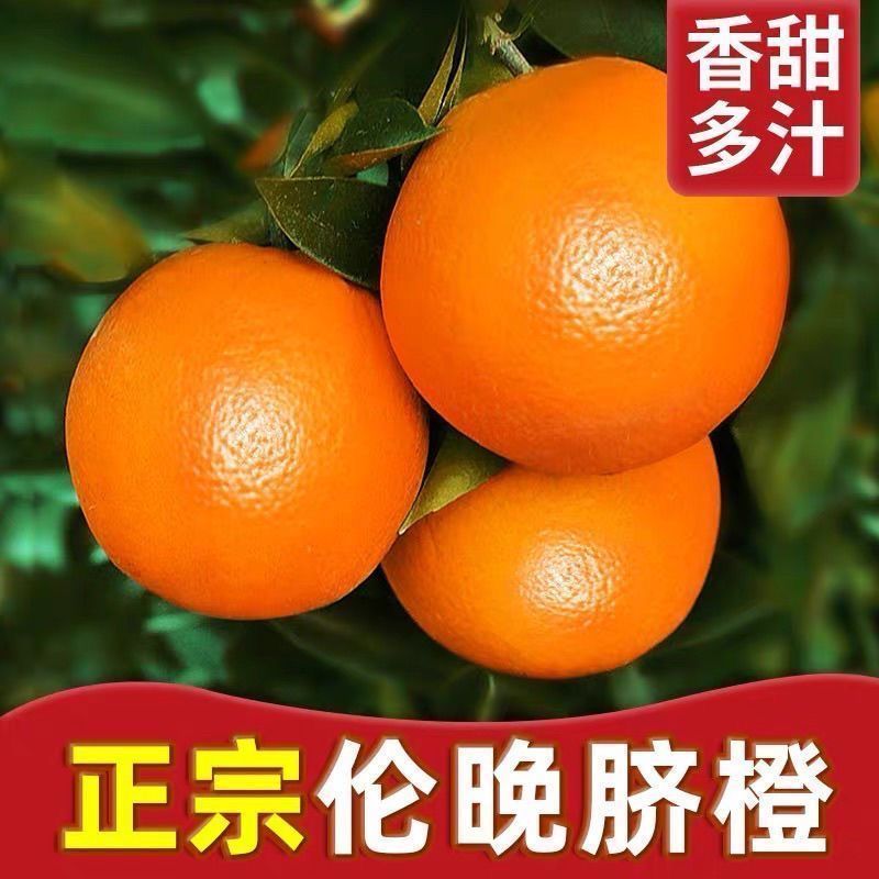 《精选》万州伦晚脐橙基地直发对接商超团购电商一条龙服务