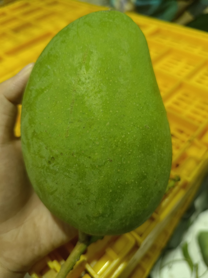 海南三亚崖州小台芒热带高山种植现摘现发小台芒