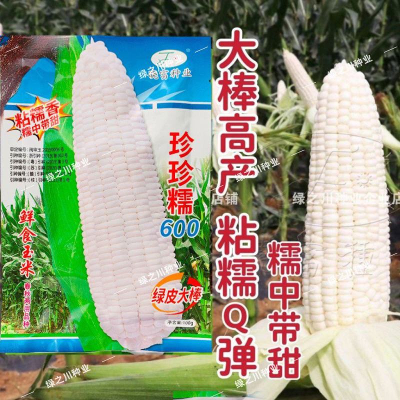 大棒白糯玉米种子晓富珍珍糯600玉米种子糯中带甜粘糯香
