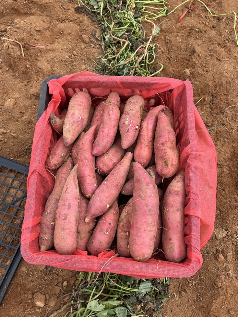 广东湛江西瓜红，3两起步筐装，大量有货装车中