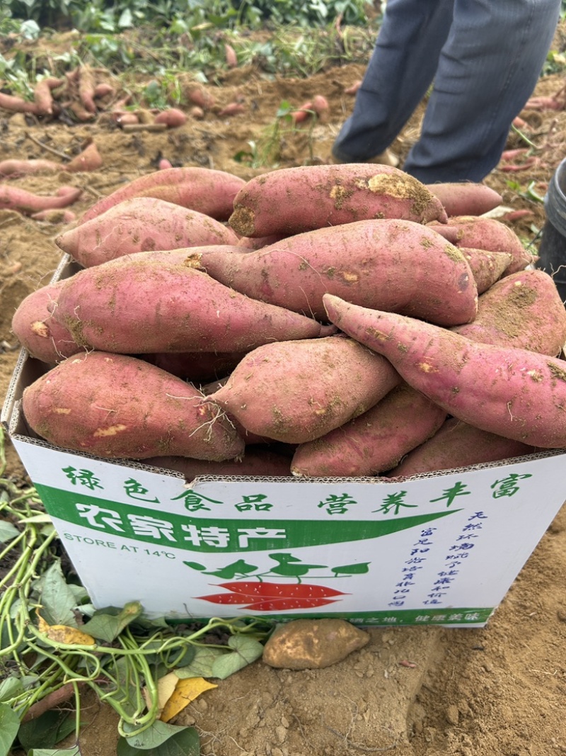广东湛江西瓜红，3两起步筐装，大量有货装车中
