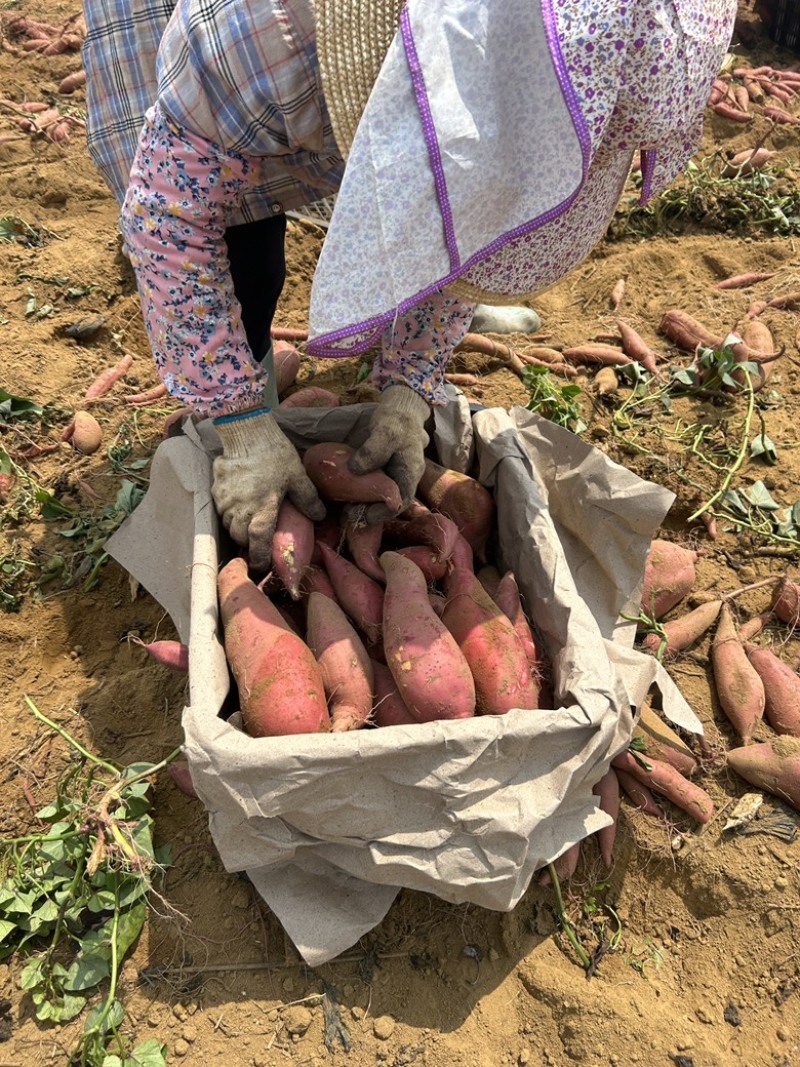 广东湛江西瓜红，3两起步筐装，大量有货装车中