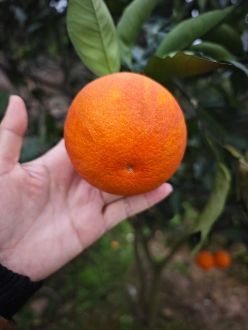 《精选》重新万州玫瑰香橙血橙大量上市基地直发保质保量