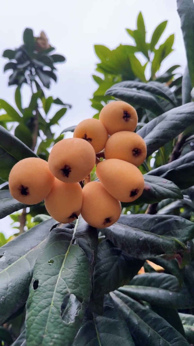 云南红河枇杷，有300吨，大量上市，自家枇杷，来基地采购