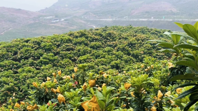 云南红河枇杷，有300吨，大量上市，自家枇杷，来基地采购