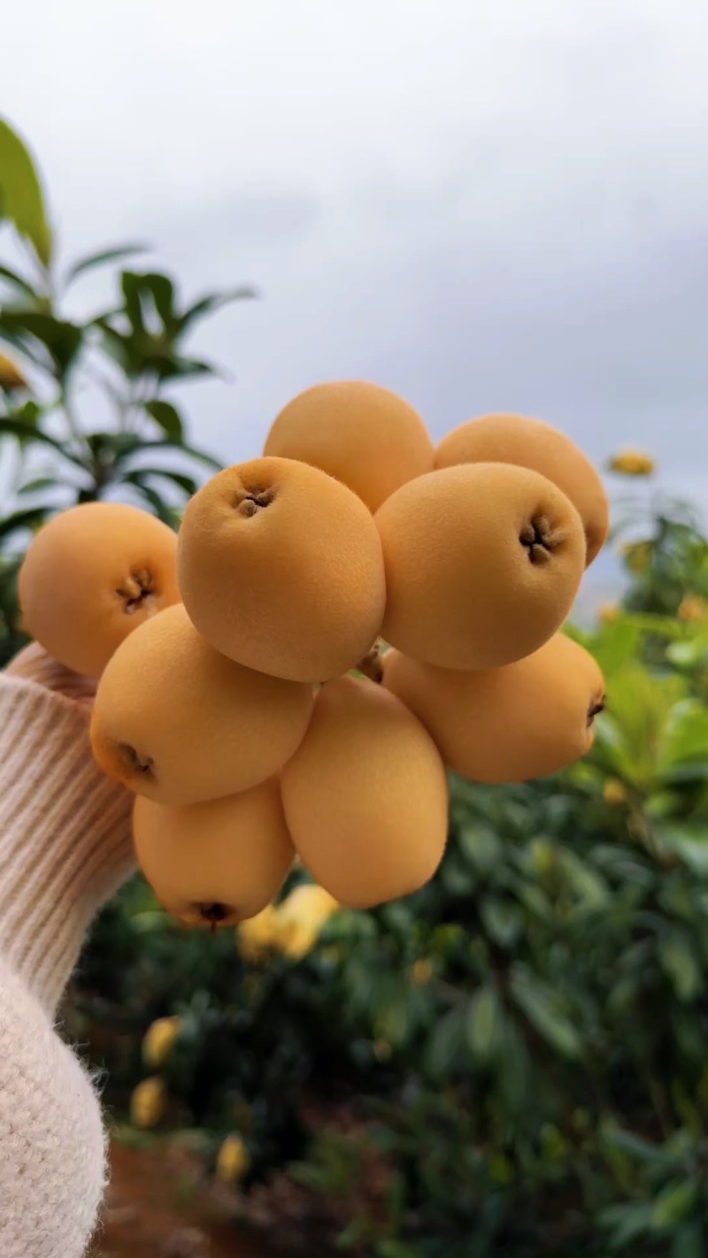 云南红河枇杷，有300吨，大量上市，自家枇杷，来基地采购