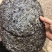 福建霞浦紫菜