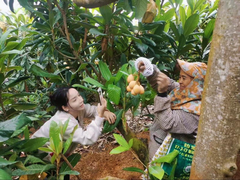 云南红河枇杷，有300吨，大量上市，自家枇杷，来基地采购