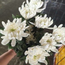 广州清明白菊