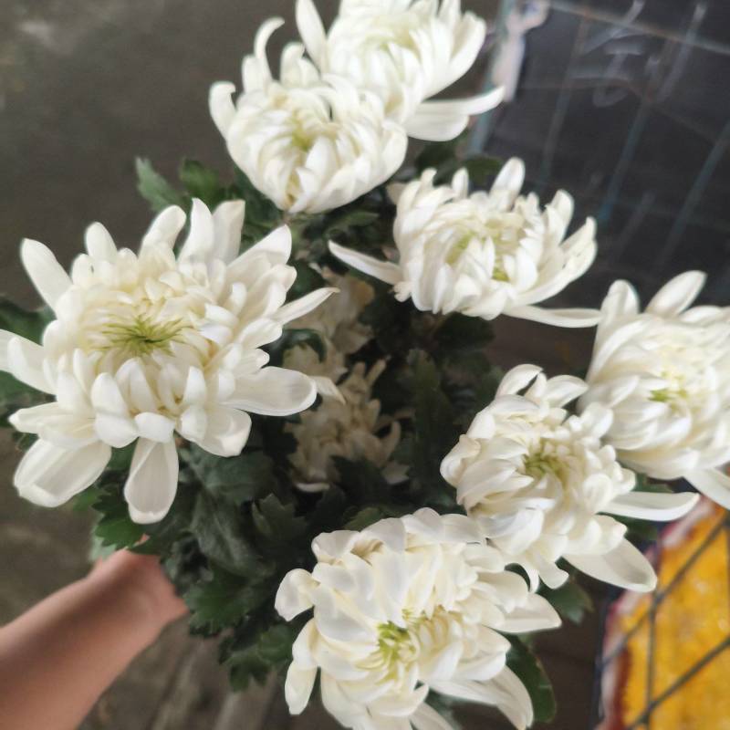 广州清明白菊