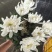 广州清明白菊