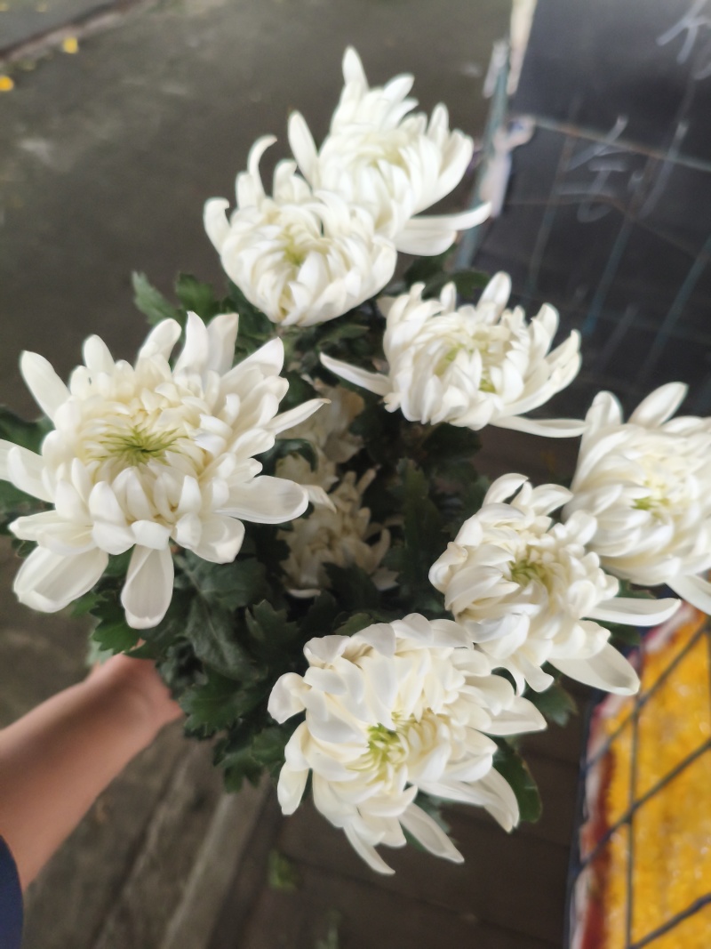 广州清明白菊