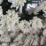 广州清明白菊